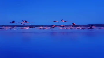 أبرز 5 وجهات.. معالم سياحية ترسم خارطة الجذب الجديدة في عجمان